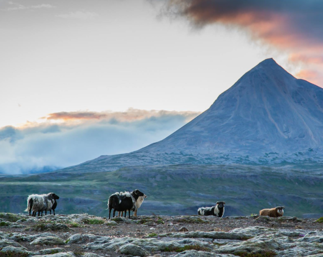 Icelandic sheep in the highlands